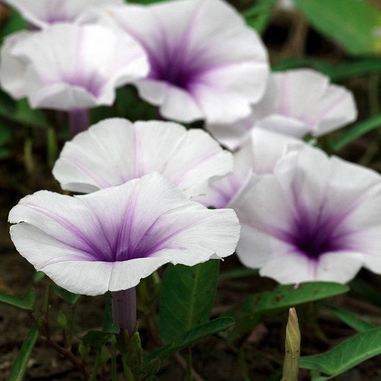 Moonflower Nectar